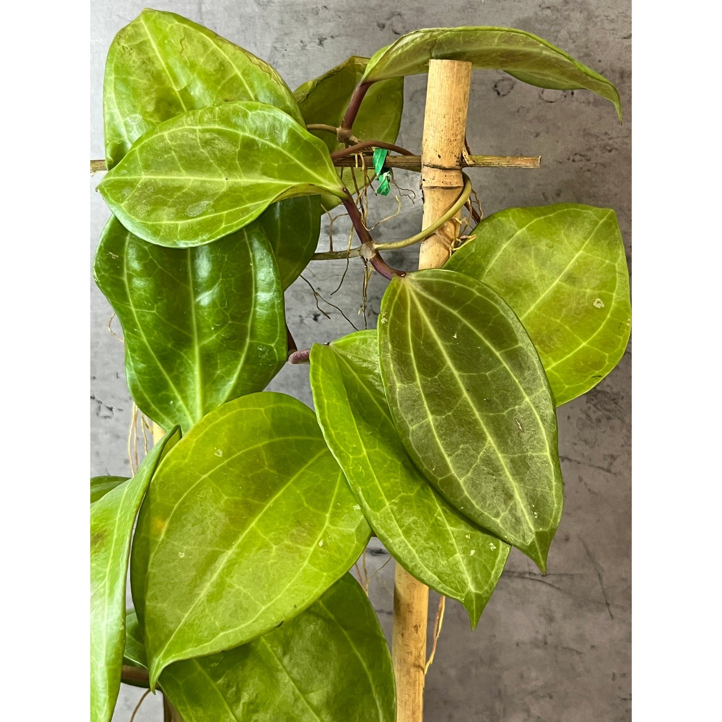 Hoya latifolia