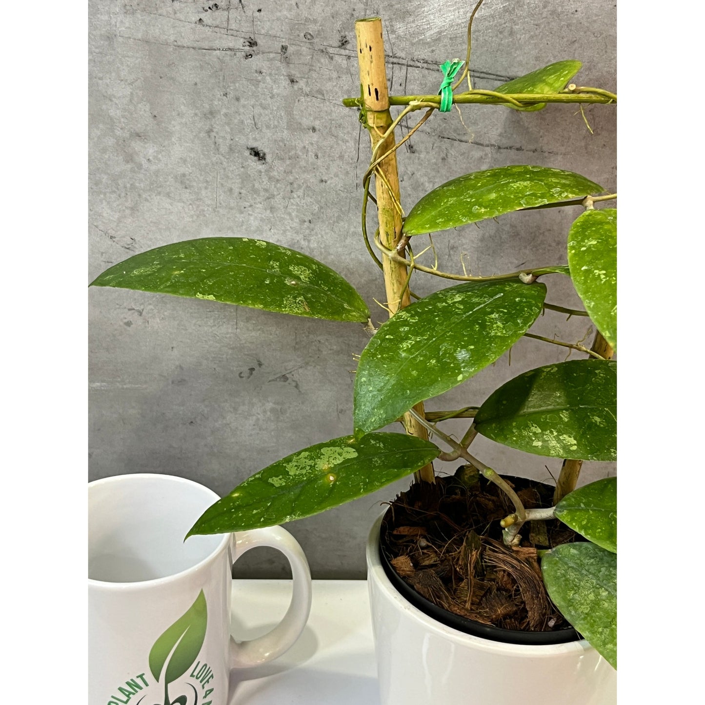 Hoya finlaysonii