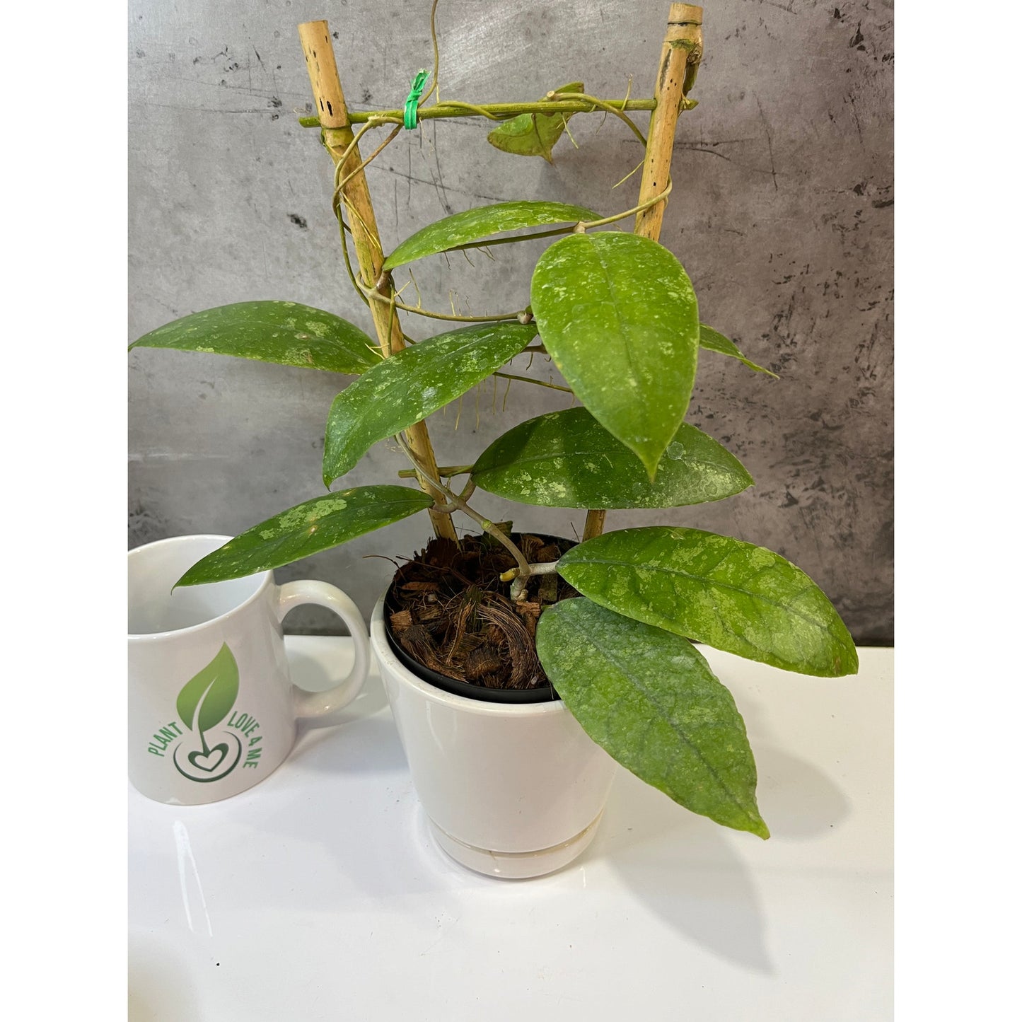 Hoya finlaysonii