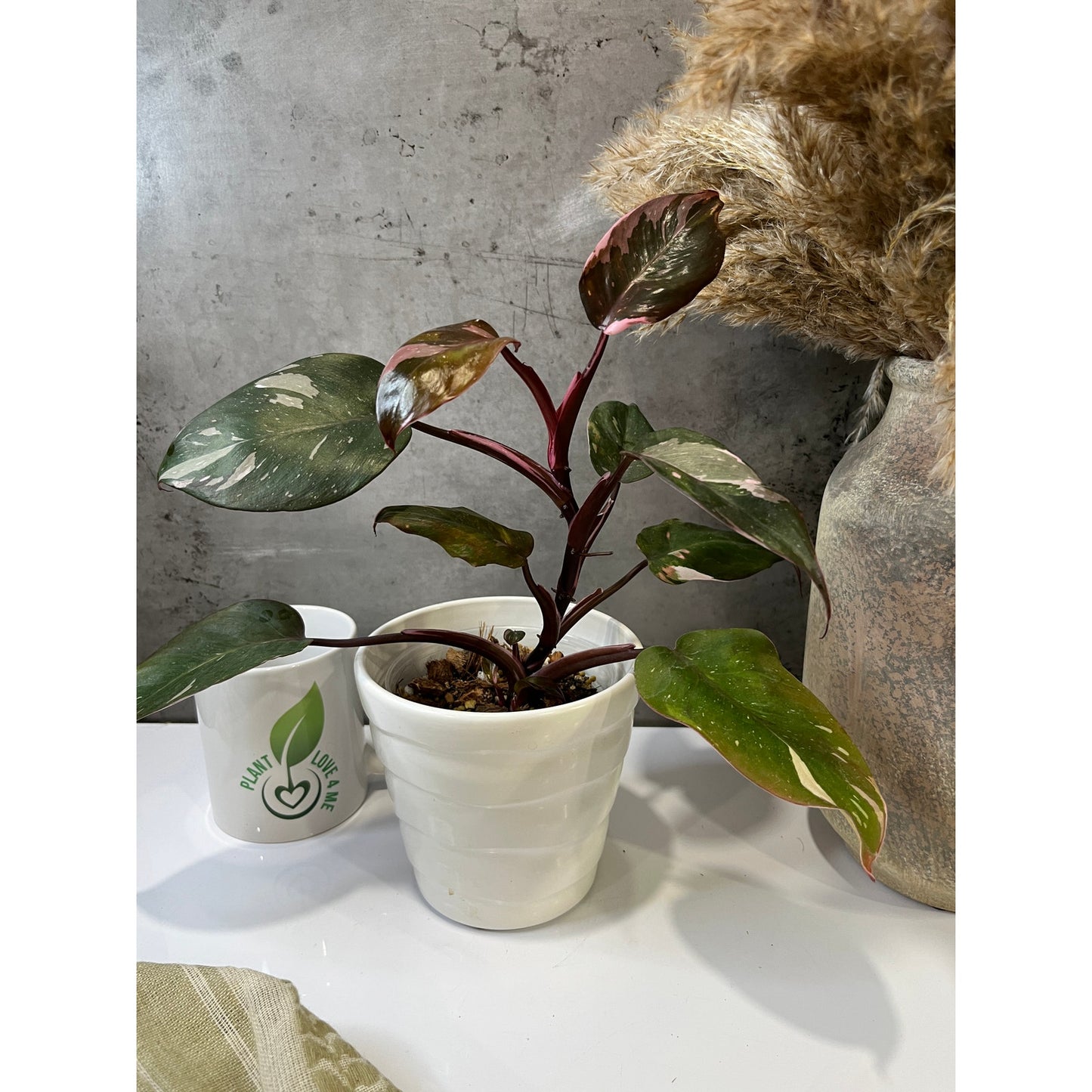 Philodendron Orange Princess Galaxy Marble