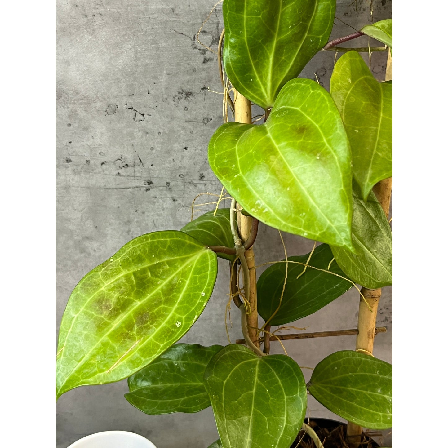 Hoya latifolia