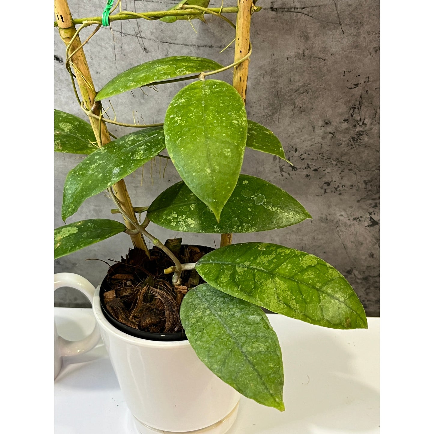 Hoya finlaysonii