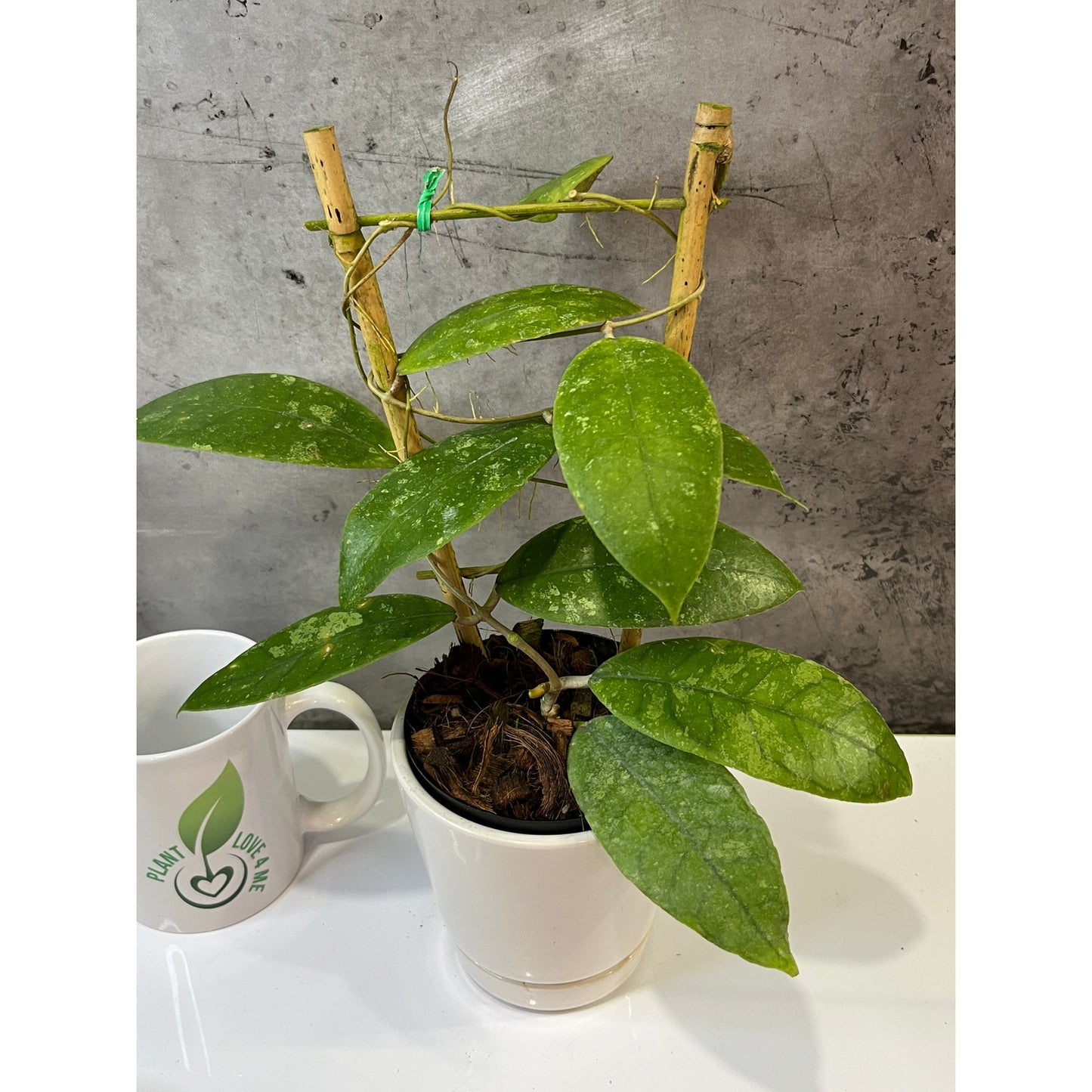 Hoya finlaysonii