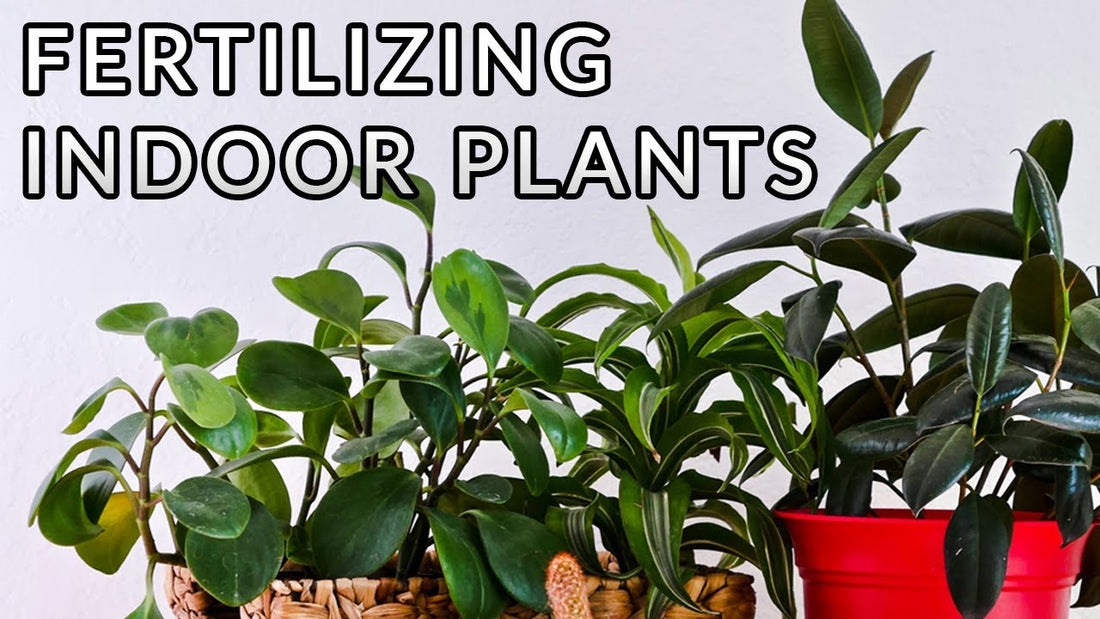 How to fertilize your houseplants