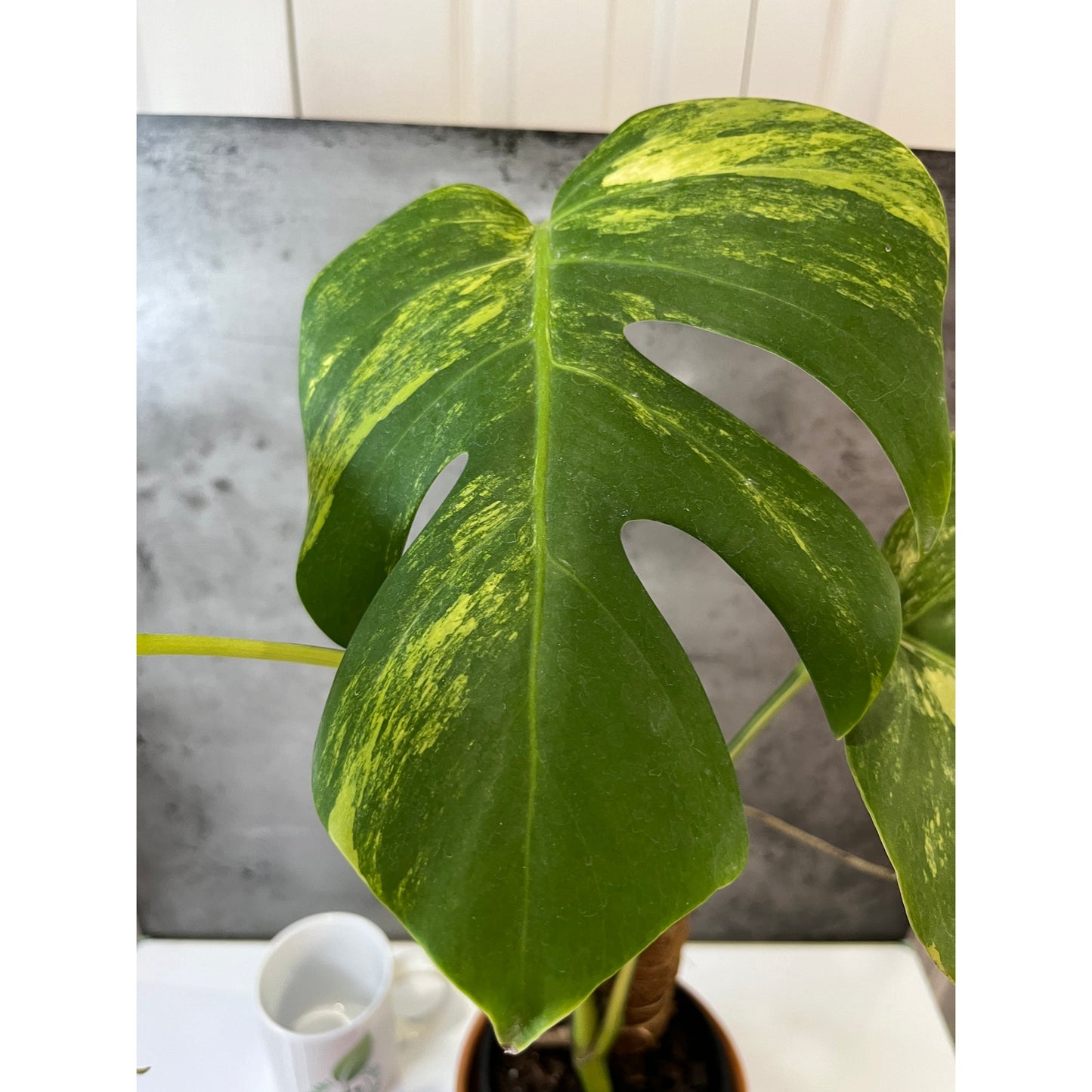 Monstera Aurea 3 leaves #258