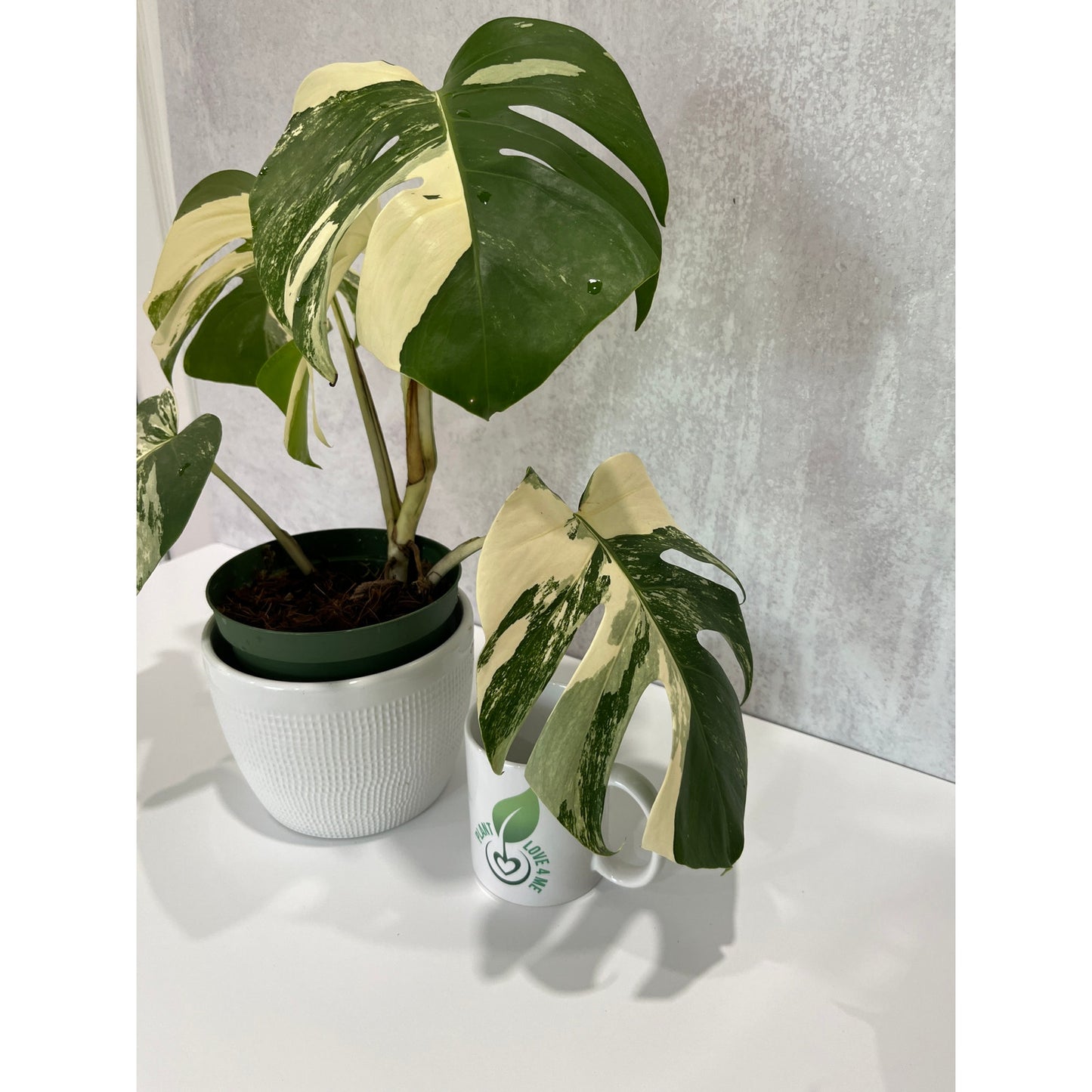 Monstera Albo 5 Leaves