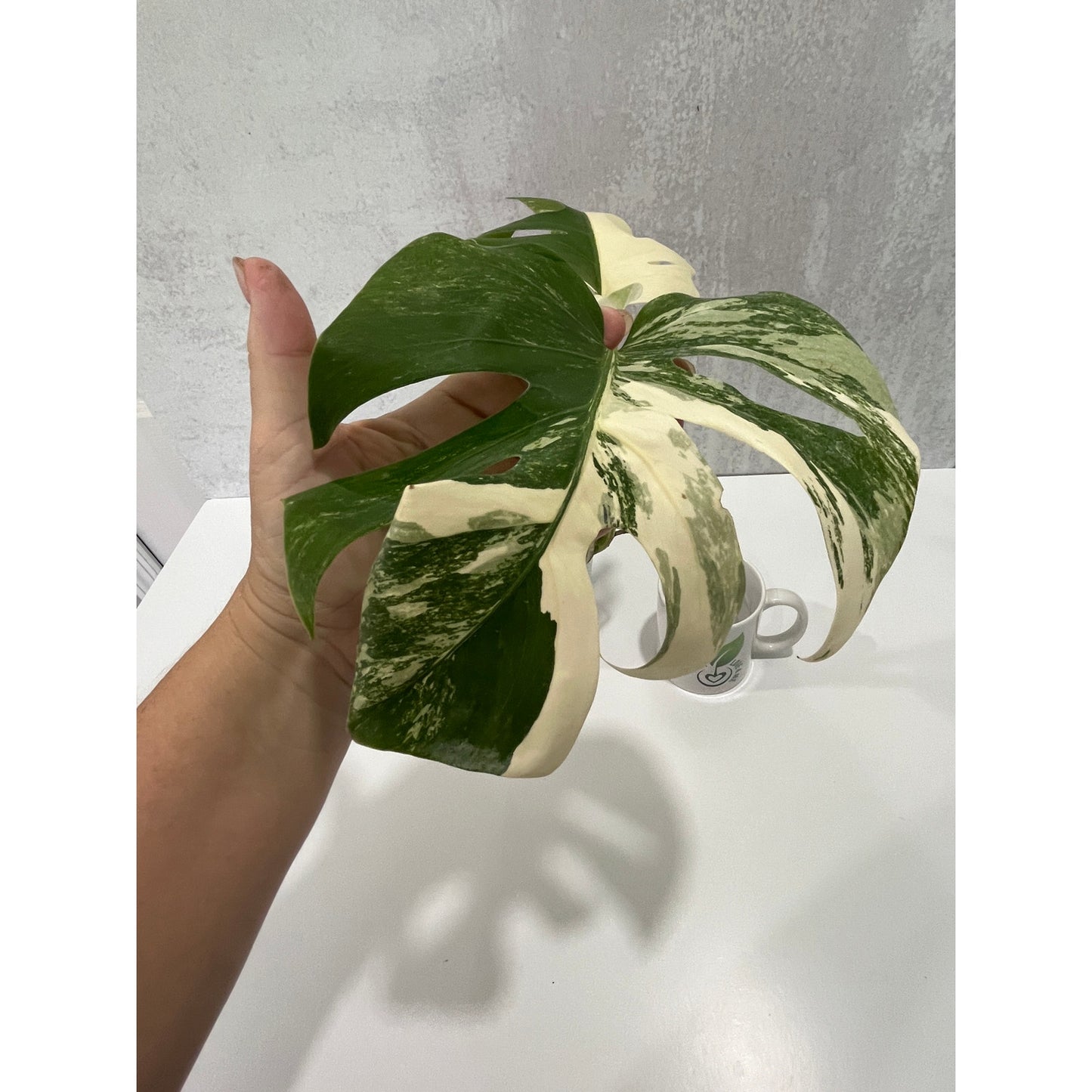 Monstera Albo 3 leaves