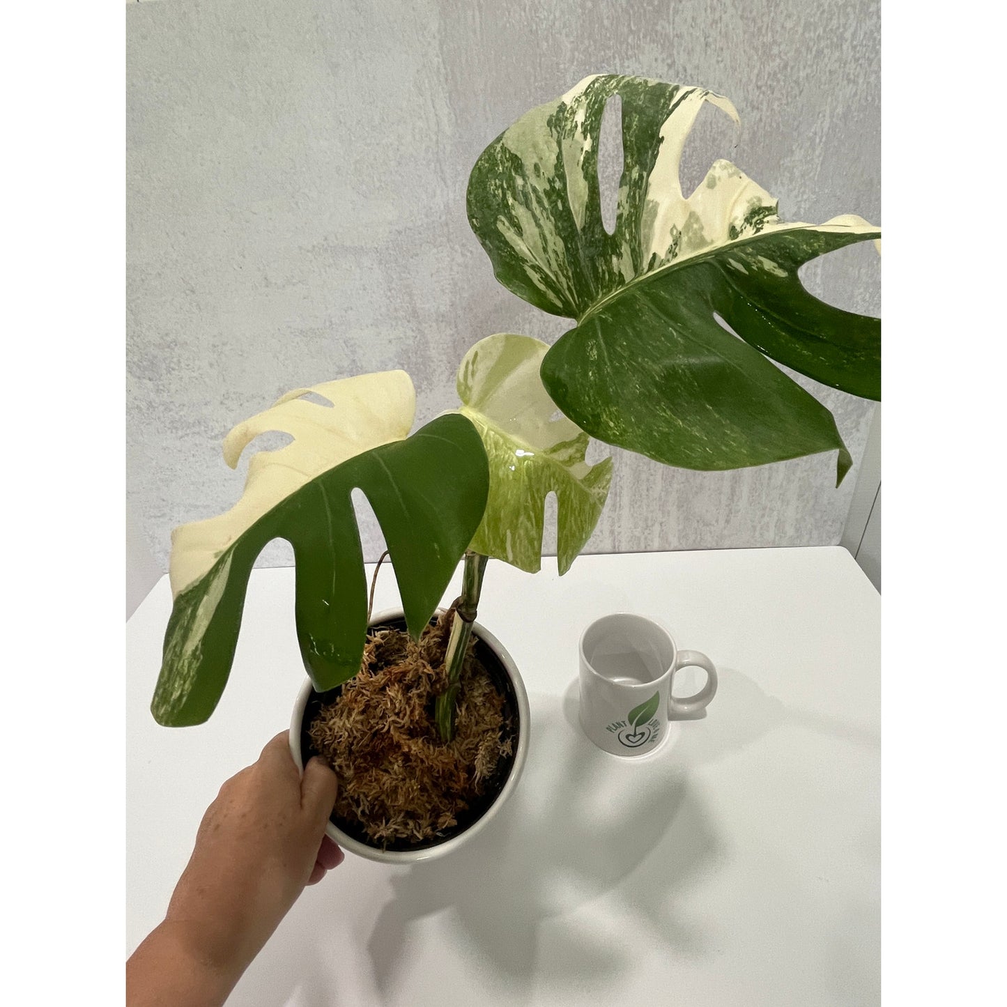 Monstera Albo 3 leaves