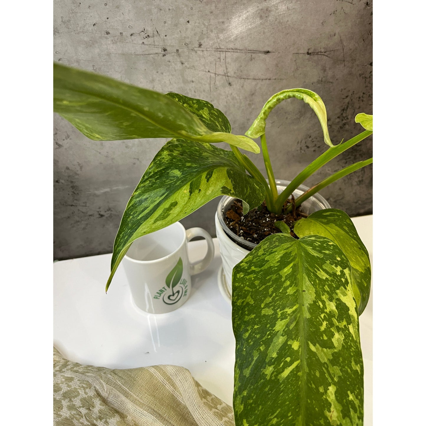 Philodendron Jose Buono