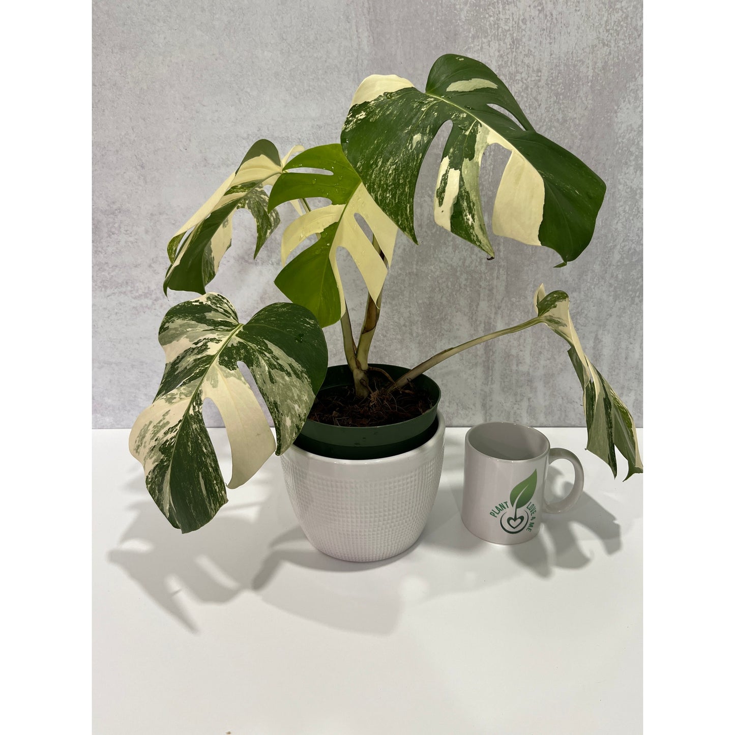 Monstera Albo 5 Leaves