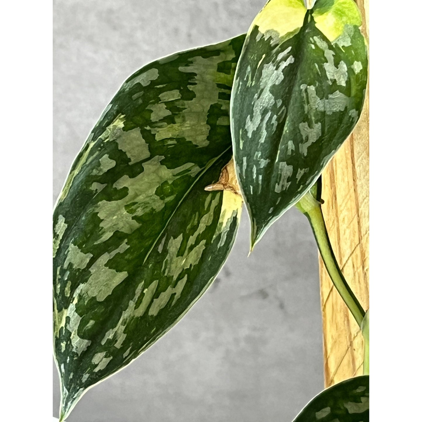 Scindapsus Mayari Variegated