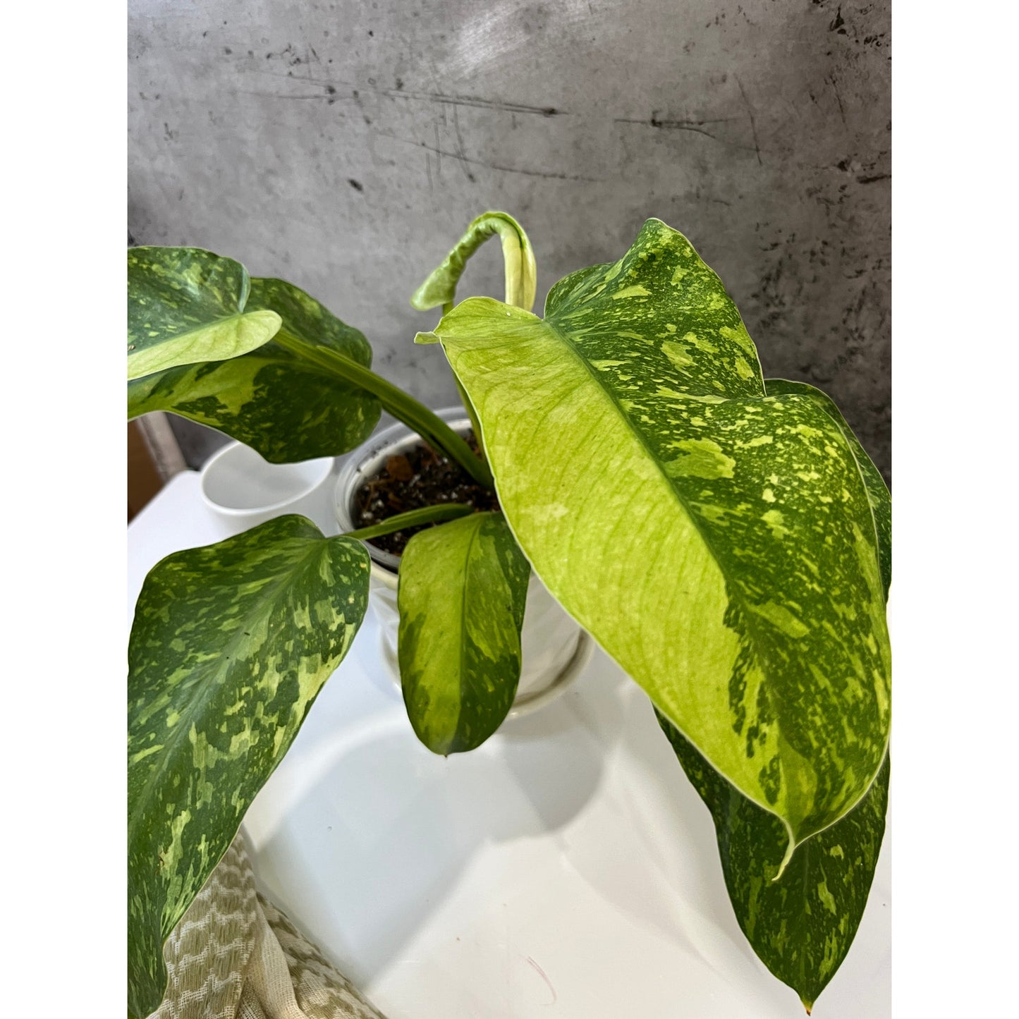 Philodendron Jose Buono