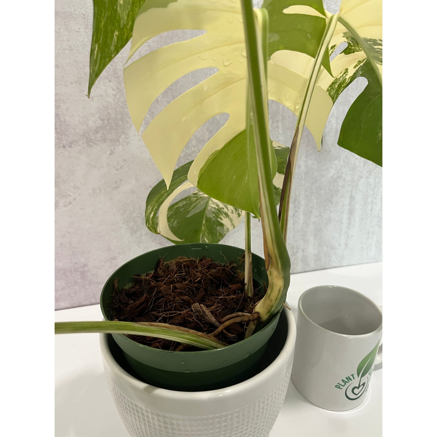 Monstera Albo 5 Leaves