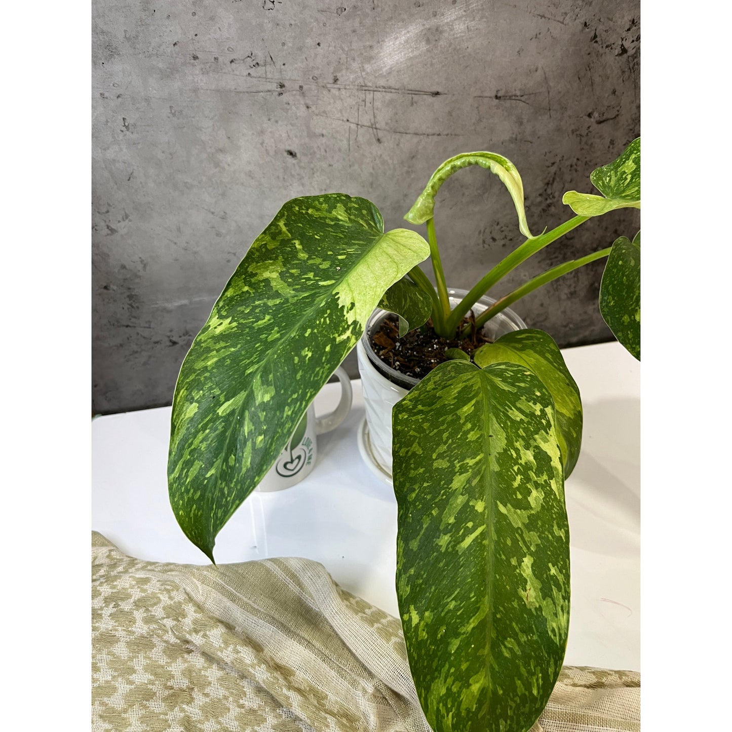 Philodendron Jose Buono