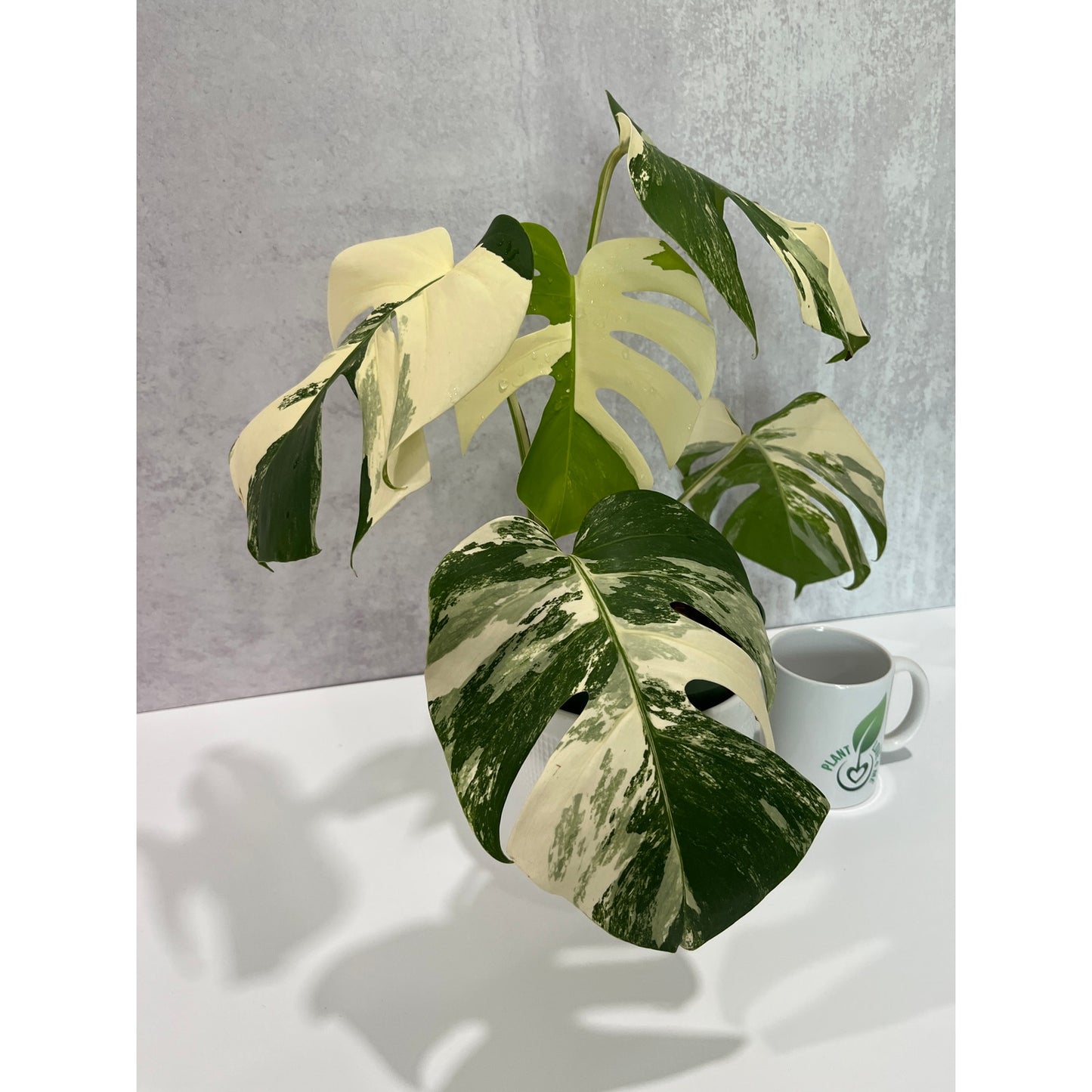 Monstera Albo 5 Leaves