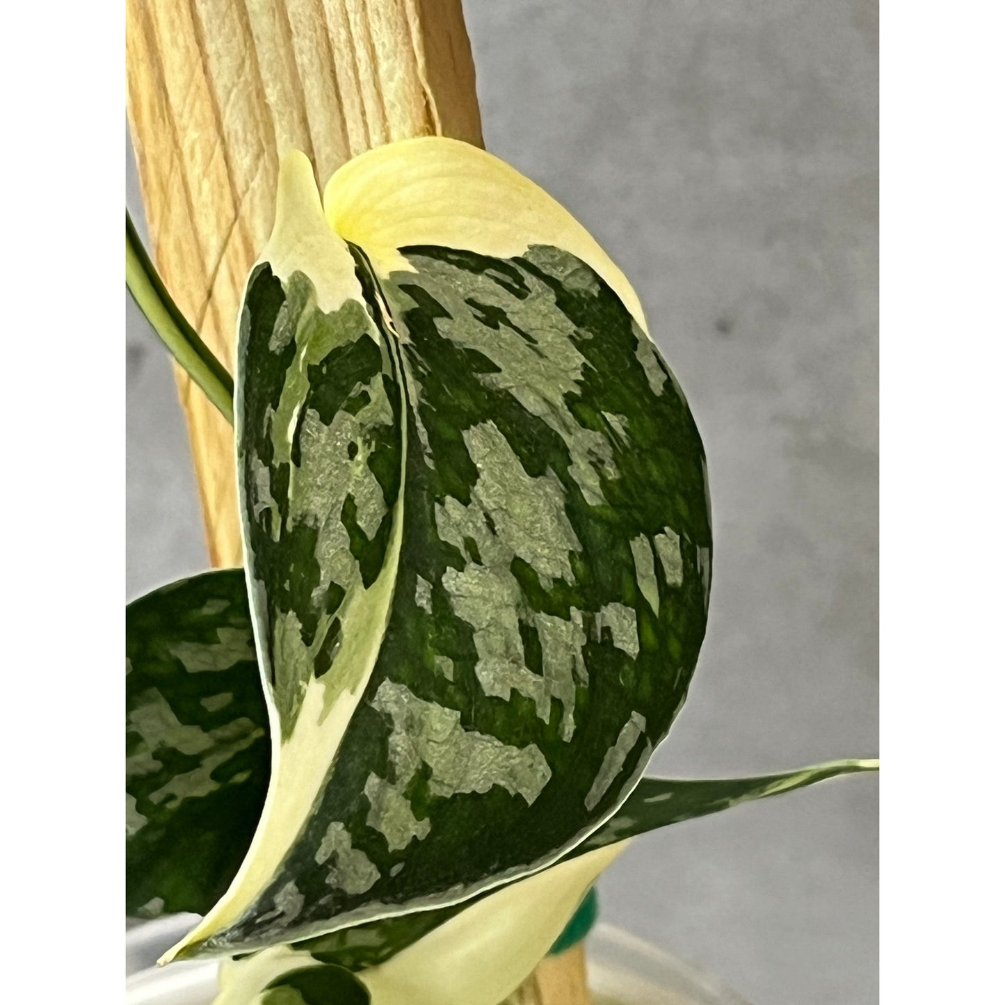 Scindapsus Mayari Variegated