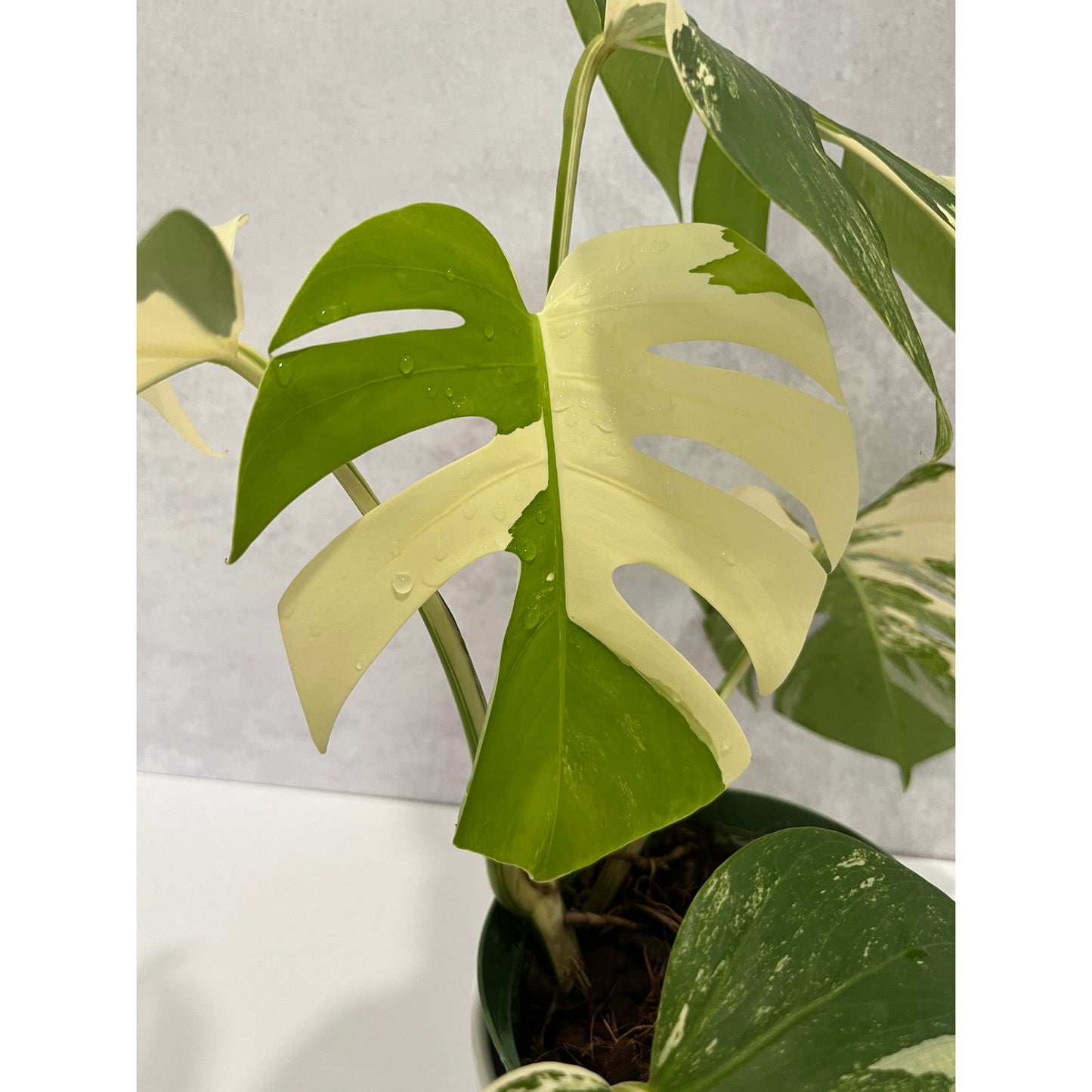 Monstera Albo 5 Leaves