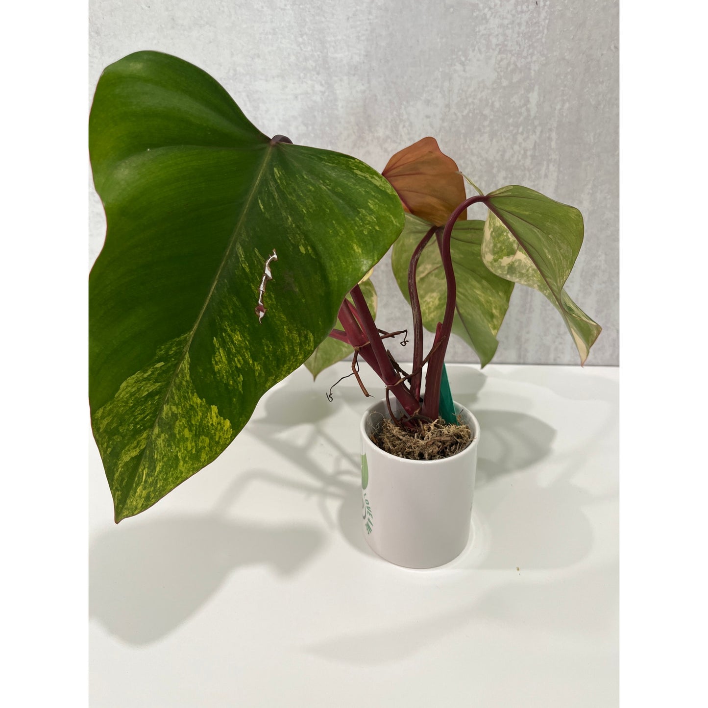 Philodendron Strawberry Shake