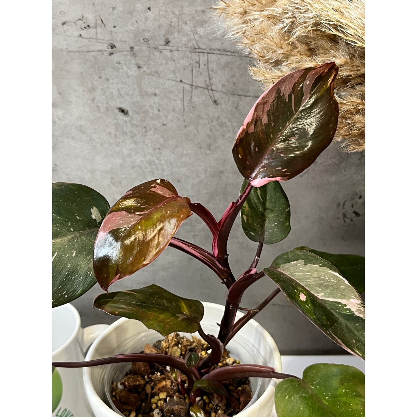 Philodendron Orange Princess Galaxy Marble