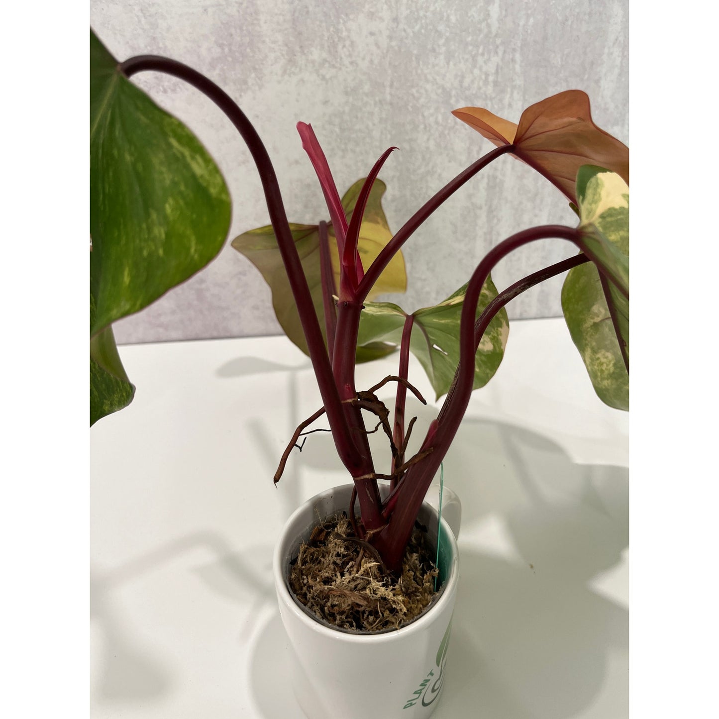 Philodendron Strawberry Shake