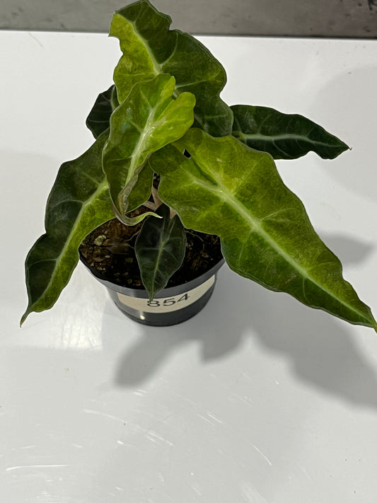 Alocasia Variegated Polly