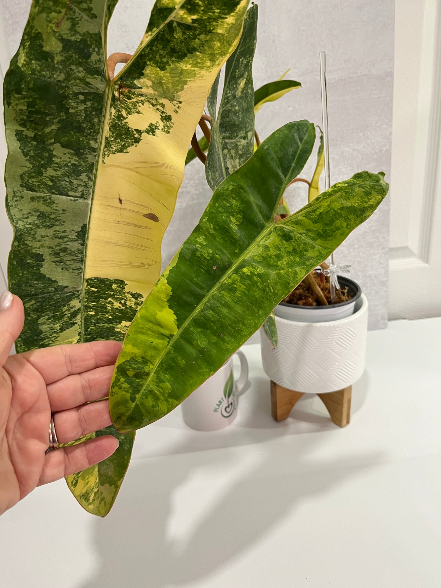 Variegated Philodendron billietiae