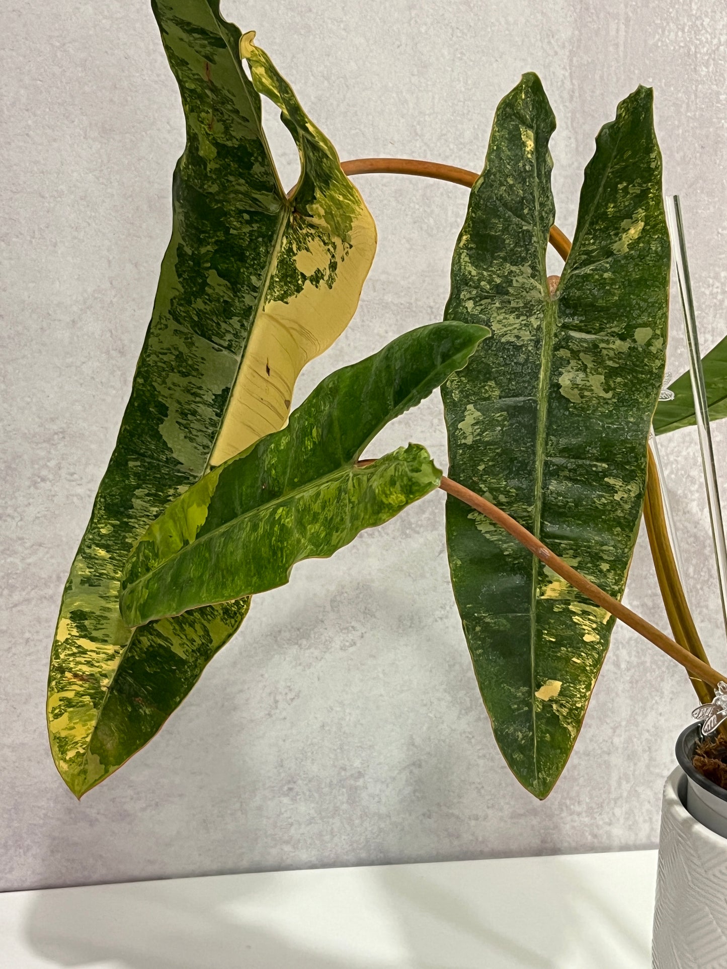 Variegated Philodendron billietiae