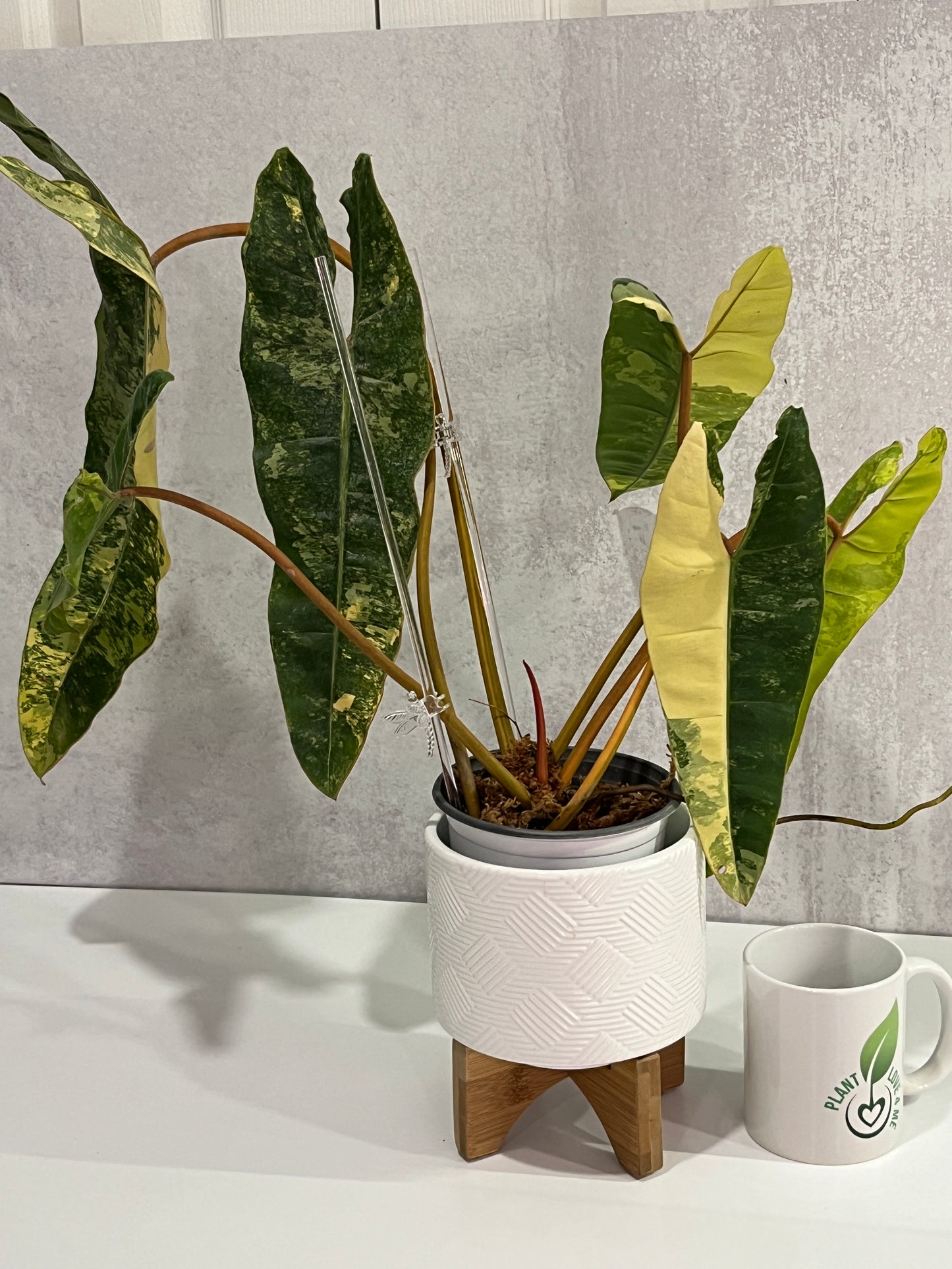 Variegated Philodendron billietiae