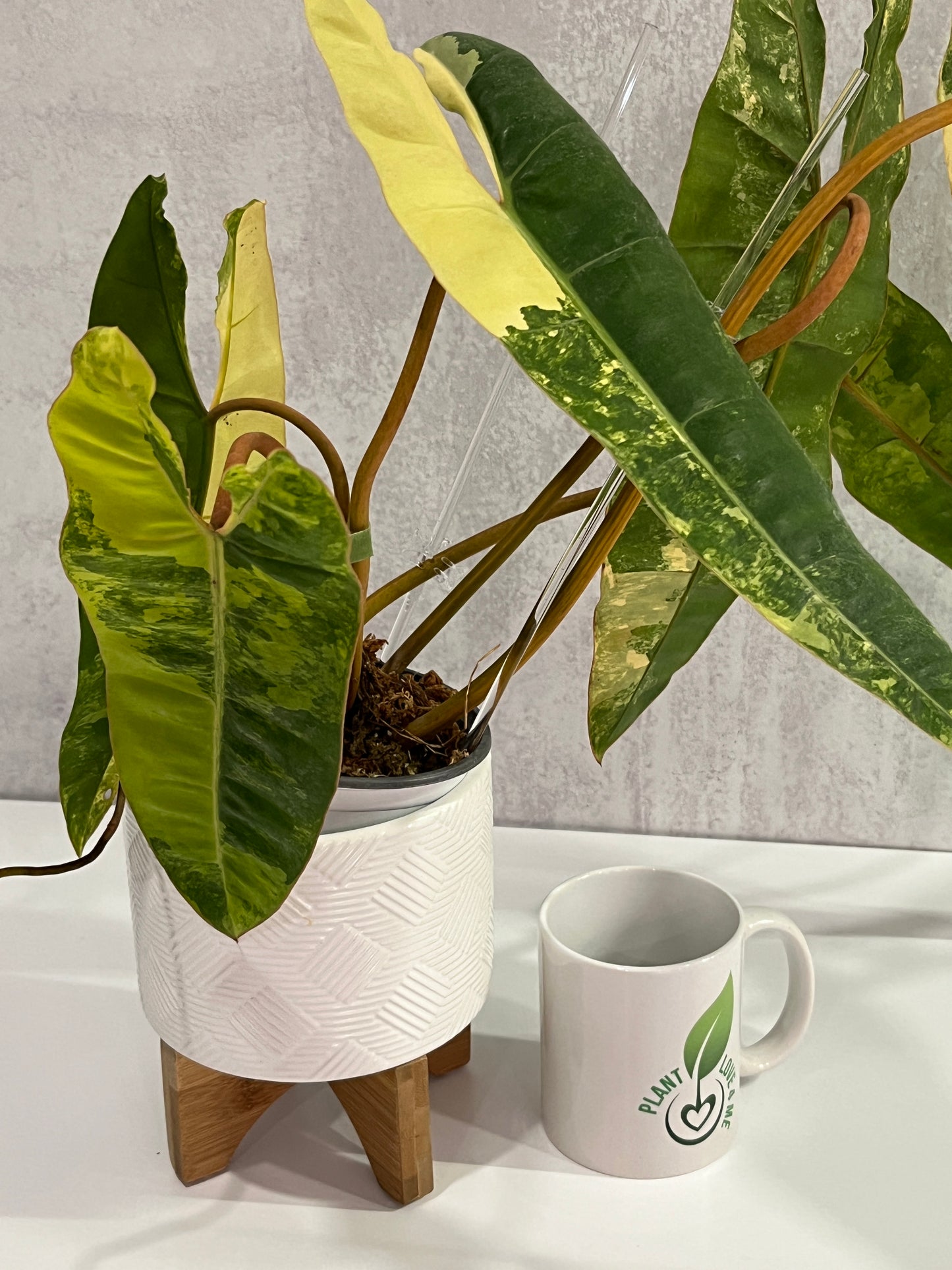 Variegated Philodendron billietiae