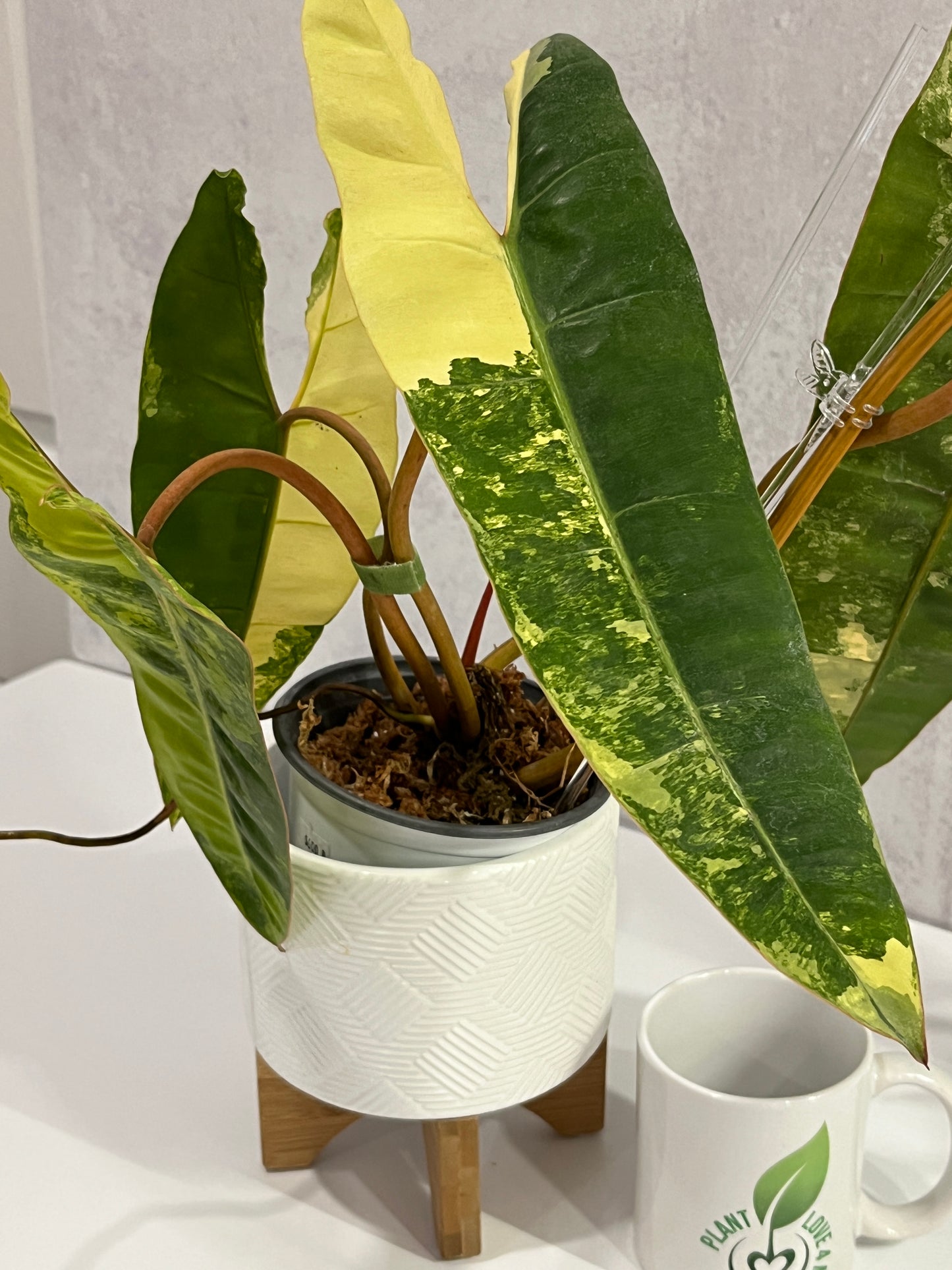 Variegated Philodendron billietiae