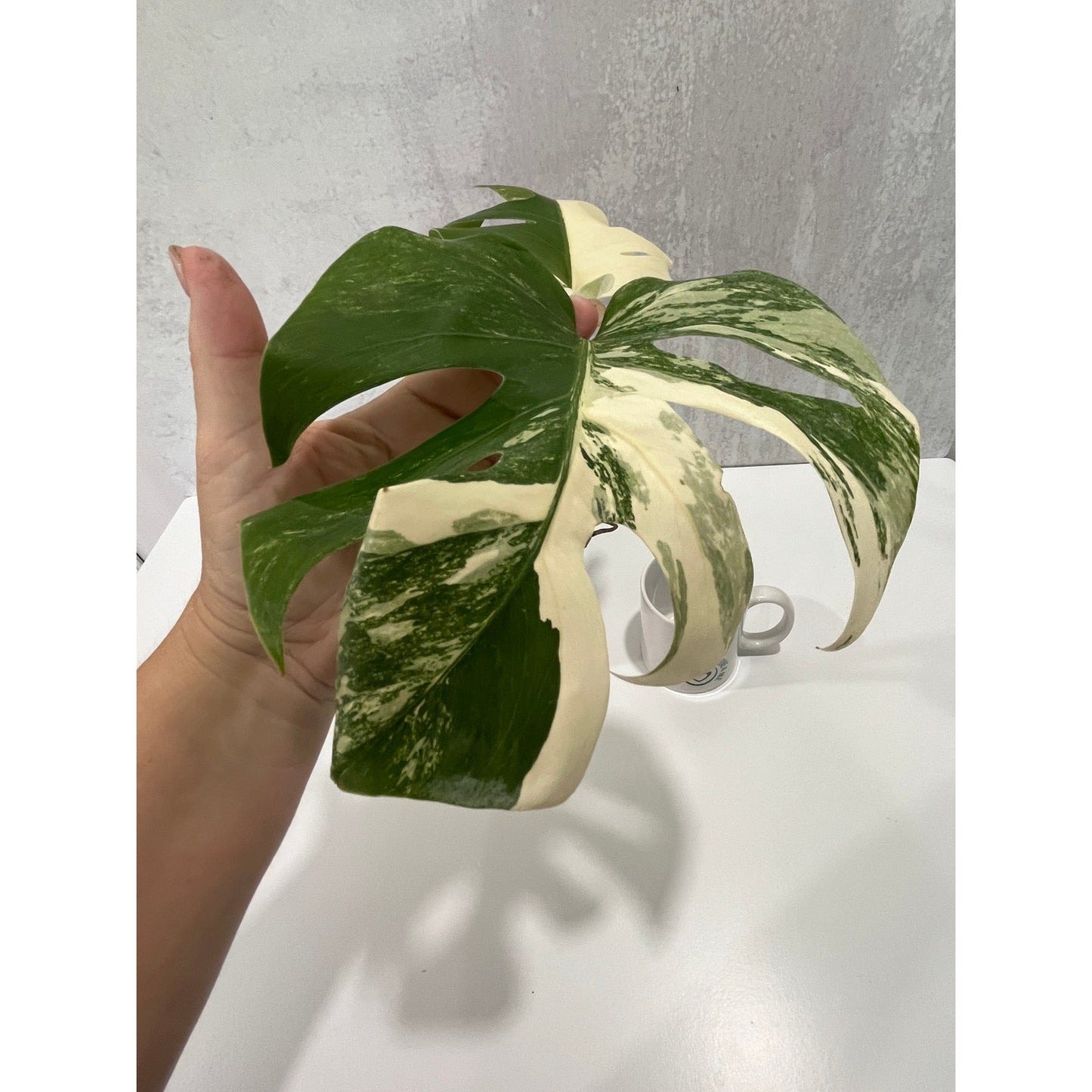 Monstera Albo 3 leaves