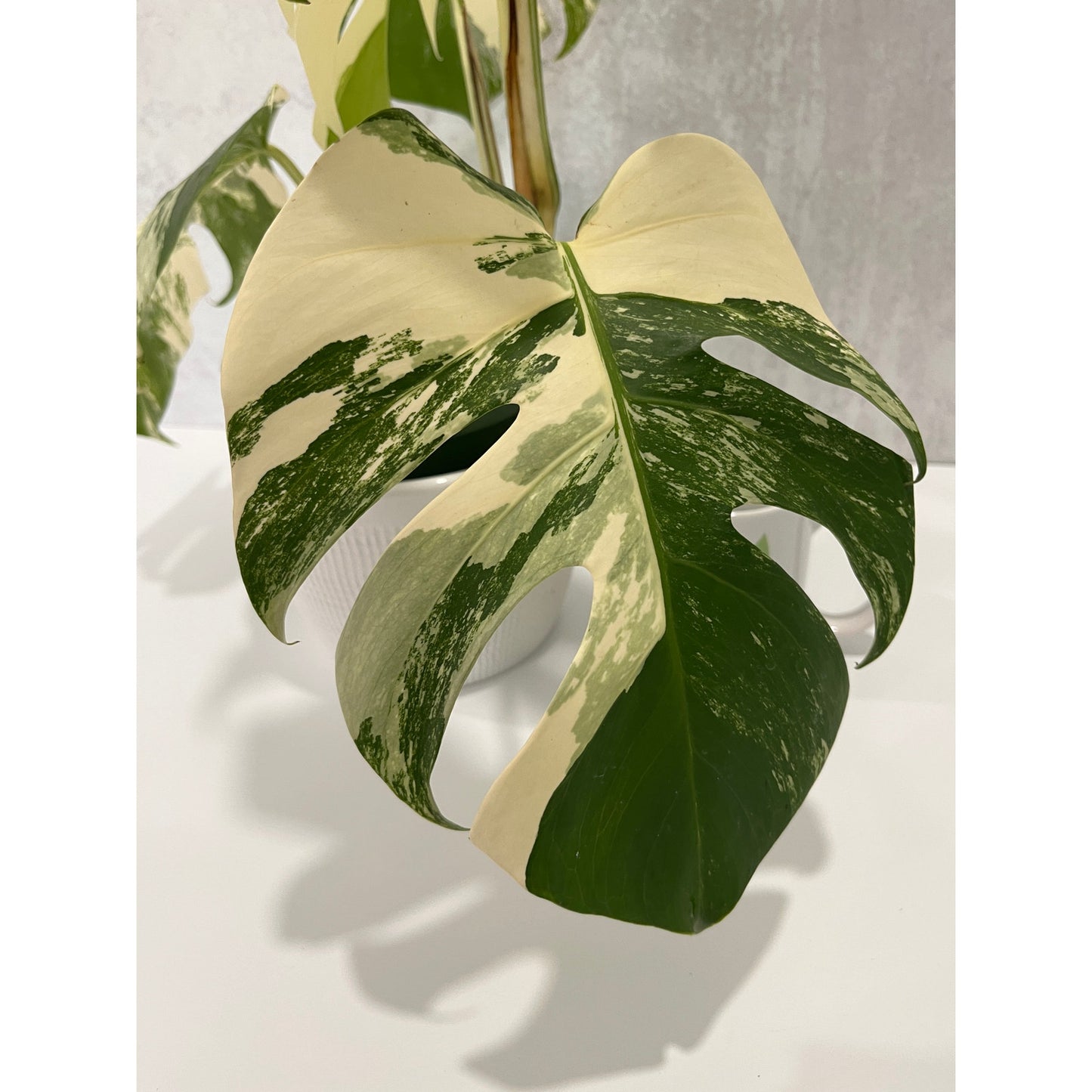 Monstera Albo 5 Leaves