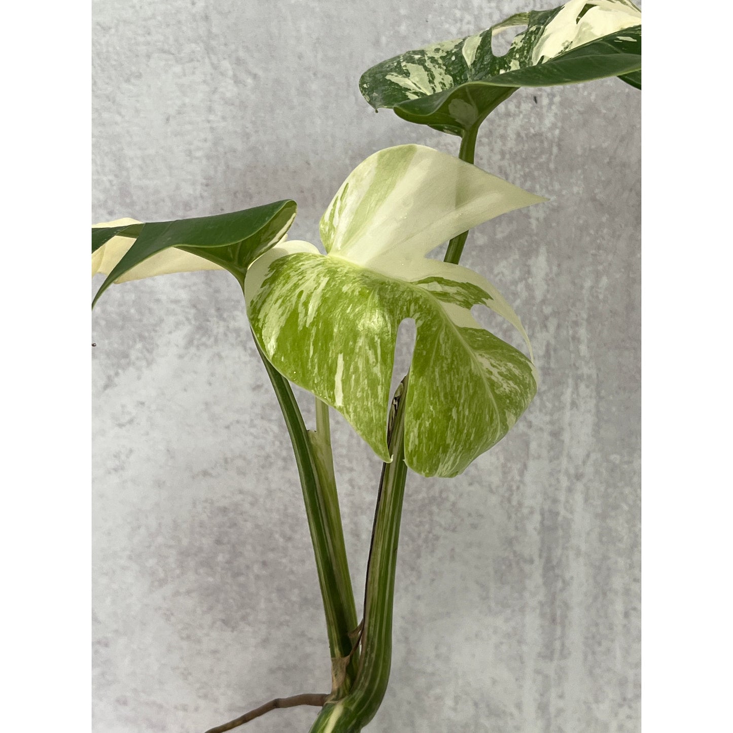 Monstera Albo 3 leaves