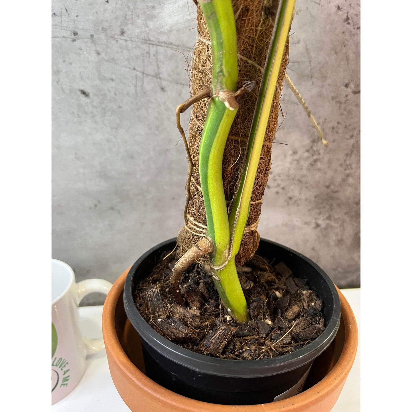 Monstera Aurea 3 leaves #258