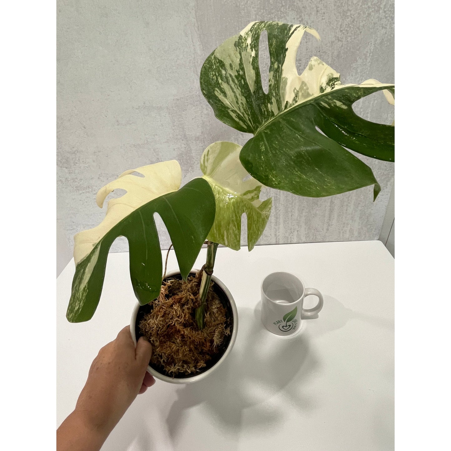 Monstera Albo 3 leaves