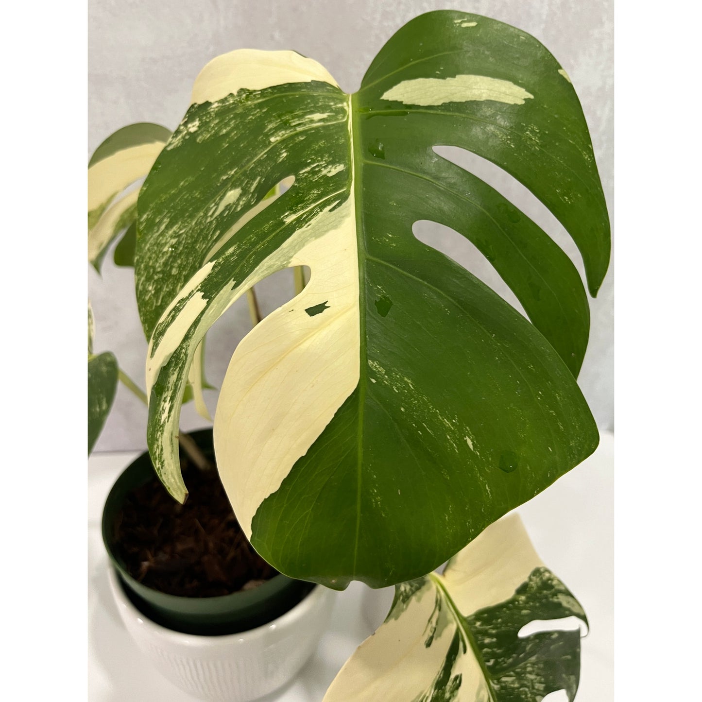 Monstera Albo 5 Leaves