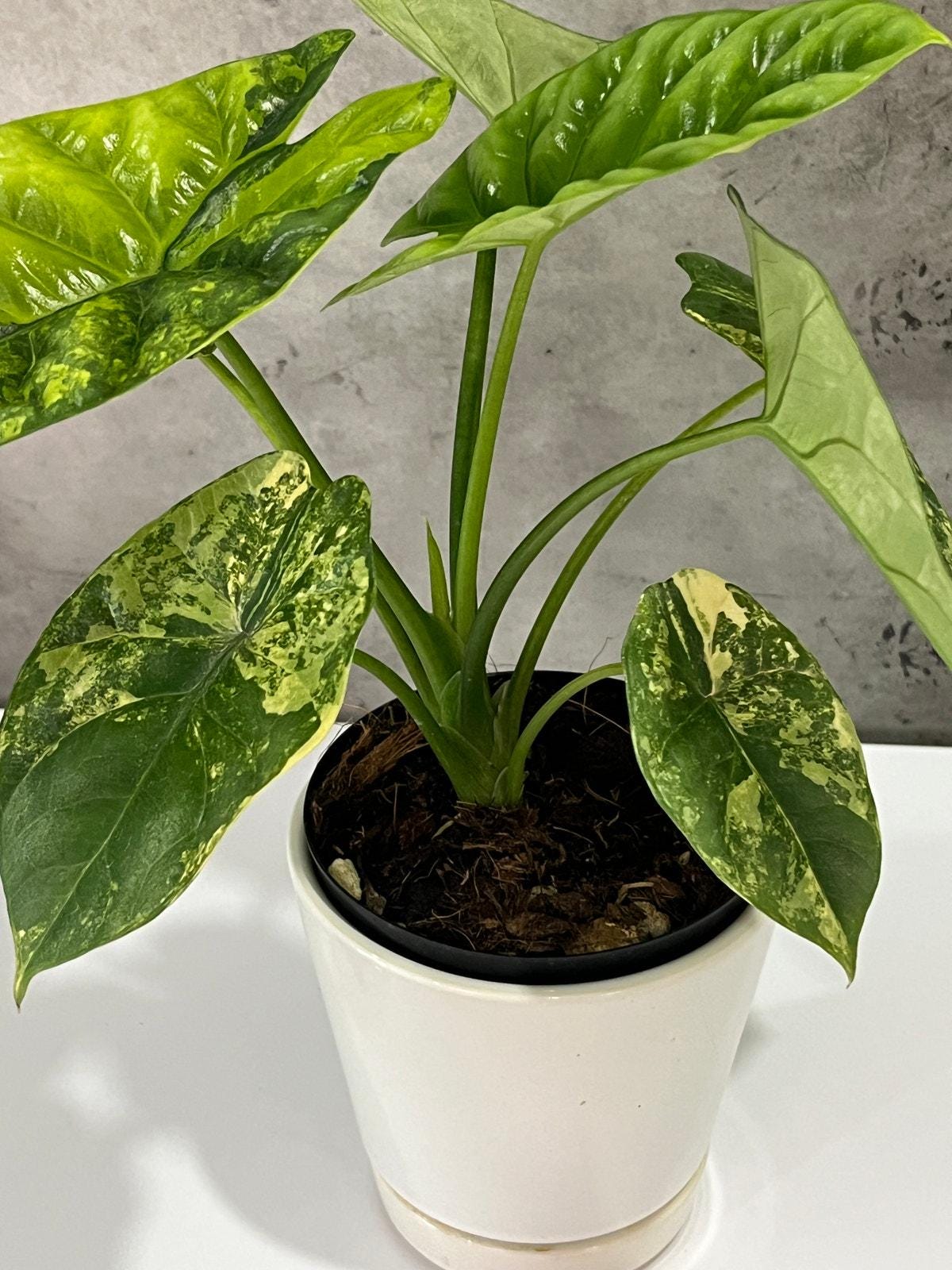 Alocasia Variegated Sinuata