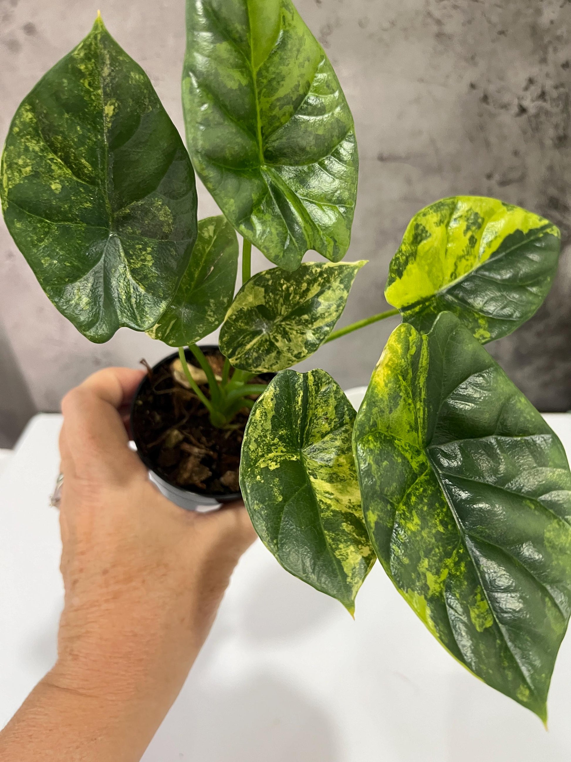 Alocasia Sinuata Variegated #500