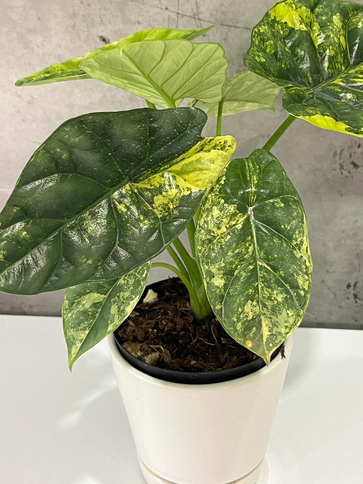 Alocasia Variegated Sinuata