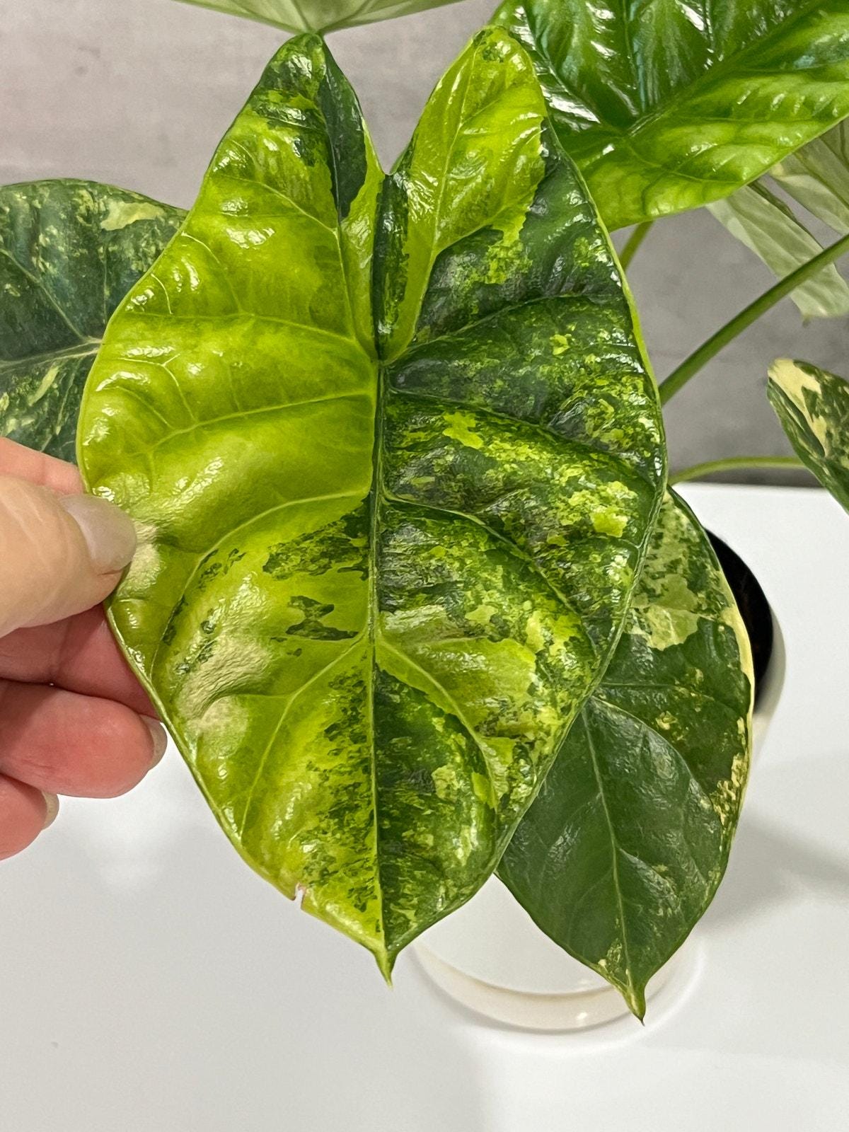 Alocasia Variegated Sinuata