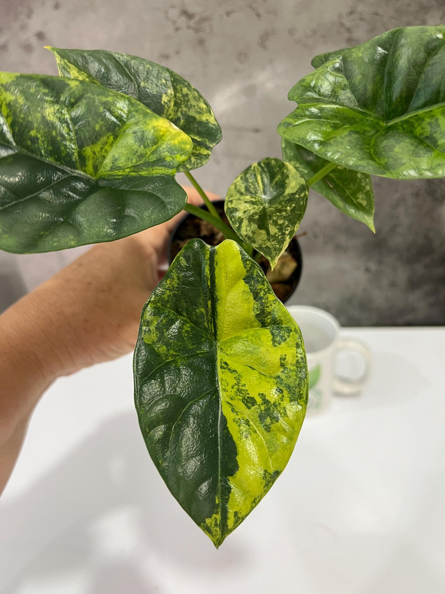 Alocasia Sinuata Variegated #500