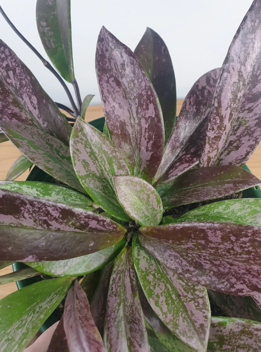 Hoya Pubicalyx "Royal Hawaiin Purple" Splash